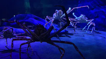 竹島水族館に投稿された画像（2026/8/16）