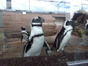 京都水族館に投稿された画像（2026/8/16）