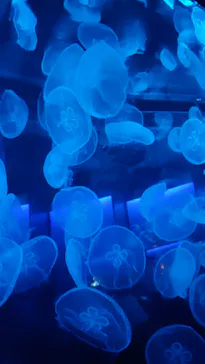 京都水族館に投稿された画像（2026/8/16）