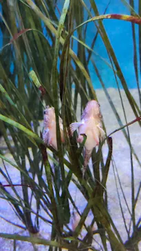 竹島水族館に投稿された画像（2026/8/16）