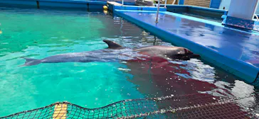 ゼロ距離水族館 伊勢シーパラダイスに投稿された画像（2026/8/16）