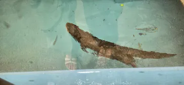 ゼロ距離水族館 伊勢シーパラダイスに投稿された画像（2026/8/16）