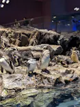 すみだ水族館に投稿された画像（2026/8/16）