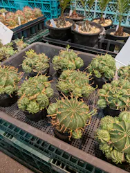 植祭 Global Botanical Jam 2026夏に投稿された画像（2026/8/16）
