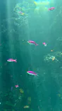 環境水族館アクアマリンふくしまに投稿された画像（2026/8/16）