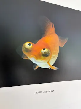 環境水族館アクアマリンふくしまに投稿された画像（2026/8/16）
