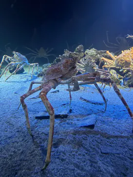 環境水族館アクアマリンふくしまに投稿された画像（2026/8/16）