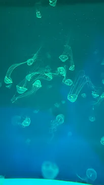 アクアワールド茨城県大洗水族館に投稿された画像（2026/8/16）