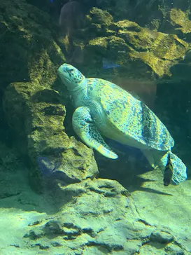 名古屋港水族館に投稿された画像（2026/8/16）