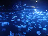 すみだ水族館に投稿された画像（2026/8/16）