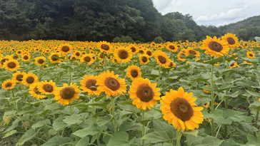 世羅高原農場に投稿された画像（2026/8/16）