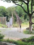 天王寺動物園に投稿された画像（2026/8/16）