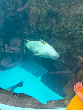 京都水族館に投稿された画像（2026/8/16）