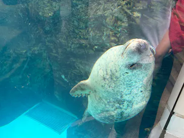 京都水族館に投稿された画像（2026/8/16）