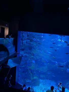 京都水族館に投稿された画像（2026/8/16）