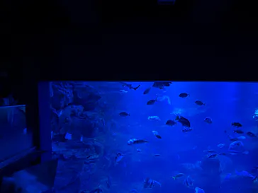 京都水族館に投稿された画像（2026/8/16）