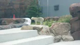 天王寺動物園に投稿された画像（2026/8/16）