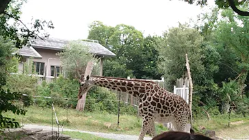 天王寺動物園に投稿された画像（2026/8/16）