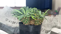 植祭 Global Botanical Jam 2026夏に投稿された画像（2026/8/16）