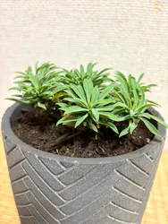 植祭 Global Botanical Jam 2026夏に投稿された画像（2026/8/16）