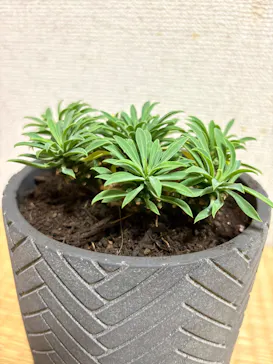 植祭 Global Botanical Jam 2026夏に投稿された画像（2026/8/16）