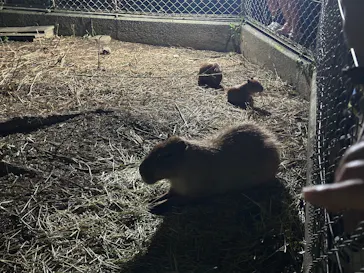 日立市かみね動物園に投稿された画像（2026/8/16）