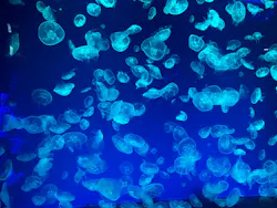 名古屋港水族館に投稿された画像（2026/8/16）