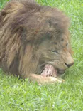 千葉市動物公園に投稿された画像（2026/8/16）