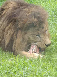 千葉市動物公園に投稿された画像（2026/8/16）