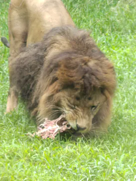 千葉市動物公園に投稿された画像（2026/8/16）