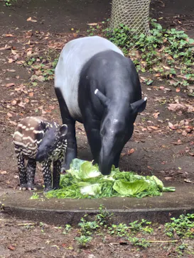 千葉市動物公園に投稿された画像（2026/8/16）