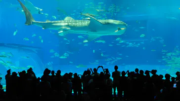 沖縄美ら海水族館×JUNGLIA OKINAWA（ジャングリア沖縄）に投稿された画像（2026/8/16）