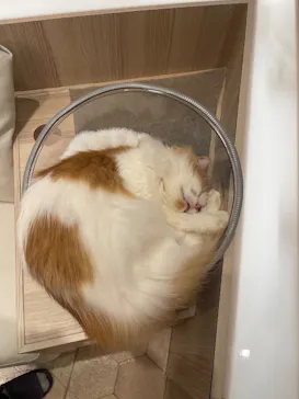 猫カフェモカ　イオンモール幕張新都心店に投稿された画像（2026/8/16）