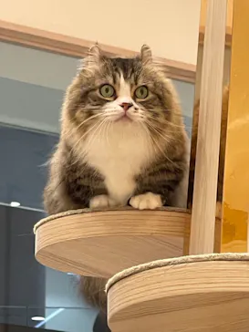 猫カフェモカ　イオンモール幕張新都心店に投稿された画像（2026/8/16）