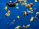 環境水族館アクアマリンふくしまに投稿された画像（2026/8/16）