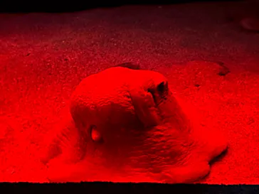 環境水族館アクアマリンふくしまに投稿された画像（2026/8/16）