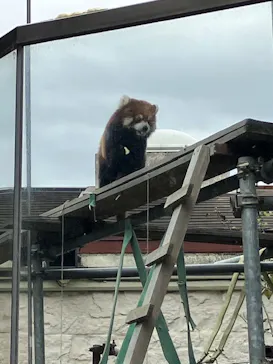天王寺動物園に投稿された画像（2026/8/16）