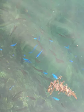 あわしまマリンパークに投稿された画像（2026/8/16）
