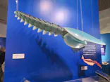 特別展「大絶滅展―生命史のビッグファイブ」に投稿された画像（2026/8/16）