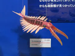 特別展「大絶滅展―生命史のビッグファイブ」に投稿された画像（2026/8/16）