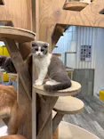 猫カフェモカ 京都河原町店に投稿された画像（2026/8/17）