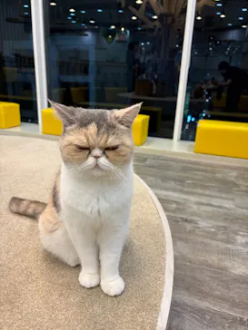 猫カフェモカ 京都河原町店に投稿された画像（2026/8/16）