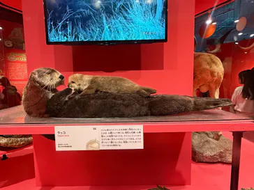 特別展「いきもの超ワールド展　国立科学博物館×ダーウィンが来た！」（国立科学博物館）に投稿された画像（2026/8/16）