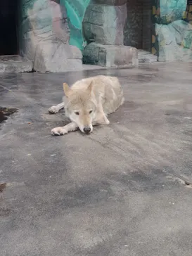 天王寺動物園に投稿された画像（2026/8/16）