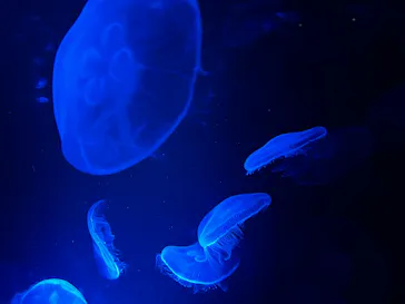 京都水族館に投稿された画像（2026/8/16）