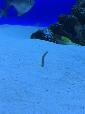 新江ノ島水族館に投稿された画像（2026/8/17）