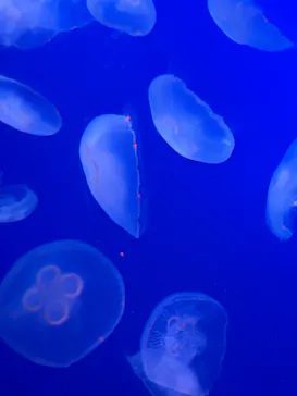 新江ノ島水族館に投稿された画像（2026/8/17）