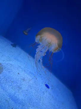 新江ノ島水族館に投稿された画像（2026/8/17）