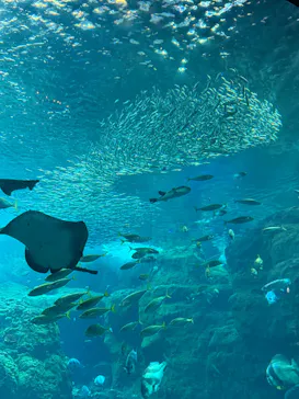 新江ノ島水族館に投稿された画像（2026/8/17）