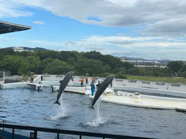 京都水族館に投稿された画像（2026/8/17）